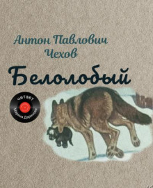 Белолобый